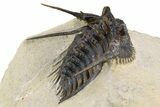 Spiny Leonaspis Trilobite - Foum Zguid, Morocco #260375-4